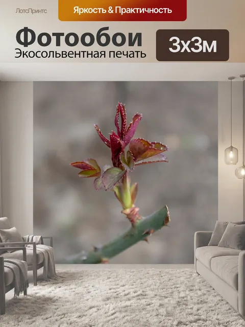 Фотообои Чайная роза