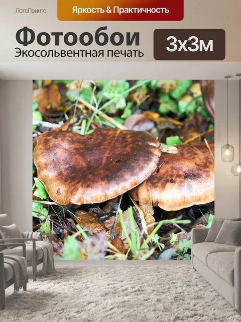 Фотообои Осень, лесные грибы