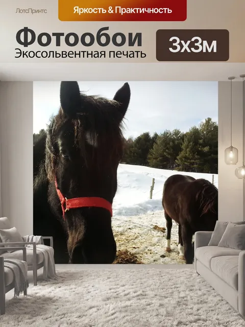 Фотообои Черные Лошади