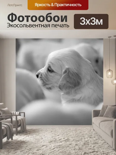 Фотообои Dog