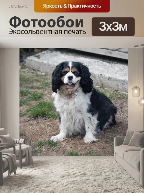 Фотообои Симпатичные собаки