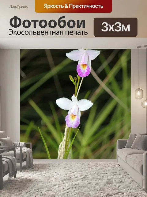 Фотообои два белый цветок орхидеи