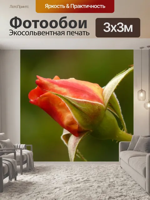 Фотообои Роза