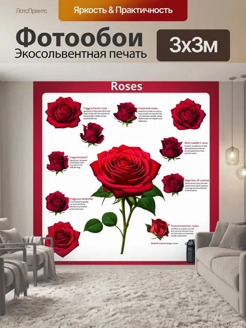 Фотообои розы в стиле инфографический рисунок, романтические элементы, аромат и здоровье роз