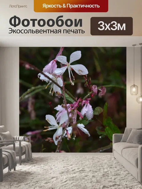 Фотообои Капли росы на фиолетовые цветы