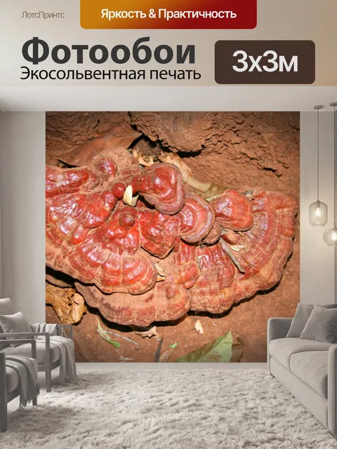 Фотообои дерево грибок