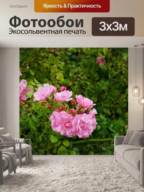 Фотообои Розовый куст в цвету