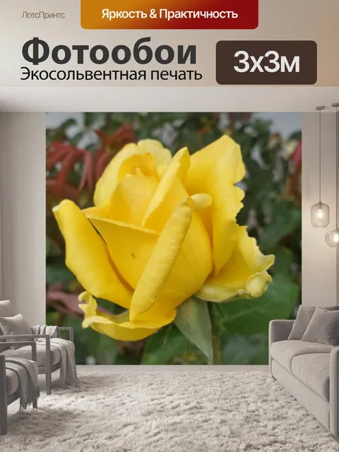 Фотообои Желтая роза фон