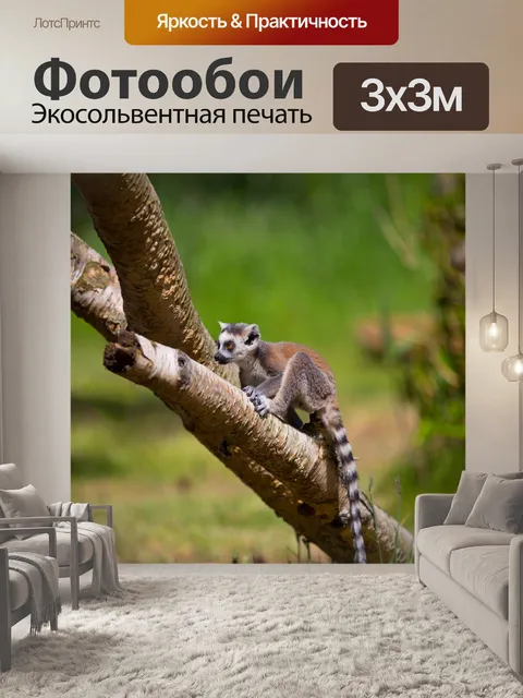 Фотообои Кошачий лемур