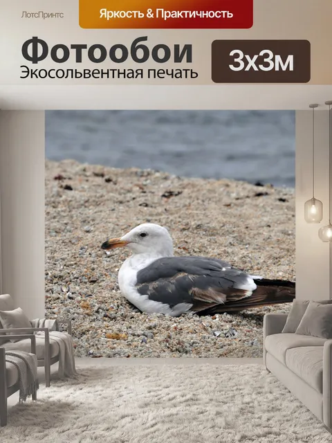Фотообои Чайка, сидя в песок