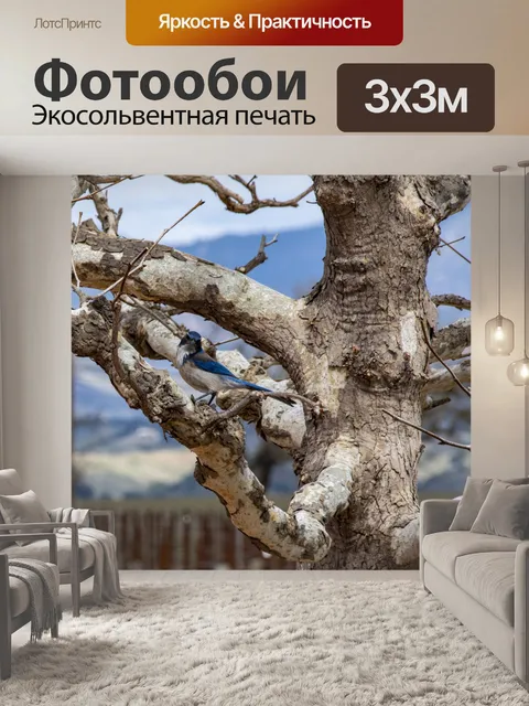 Фотообои голубая сойка