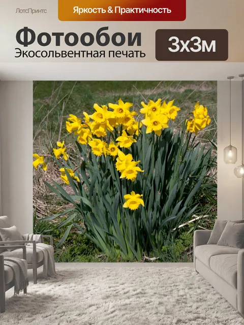 Фотообои Нарциссы