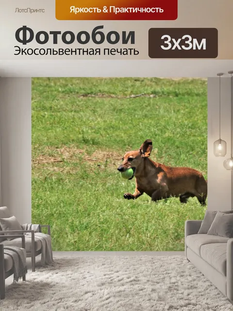 Фотообои Такса собака играет с мячом
