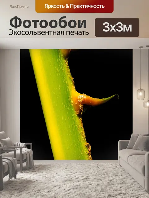 Фотообои Пальмовая ветвь