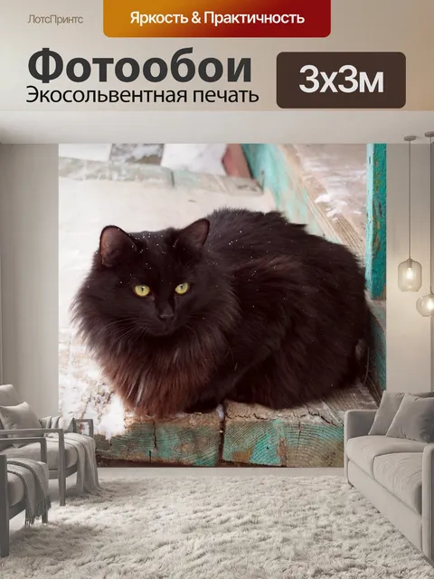 Фотообои Черный кот