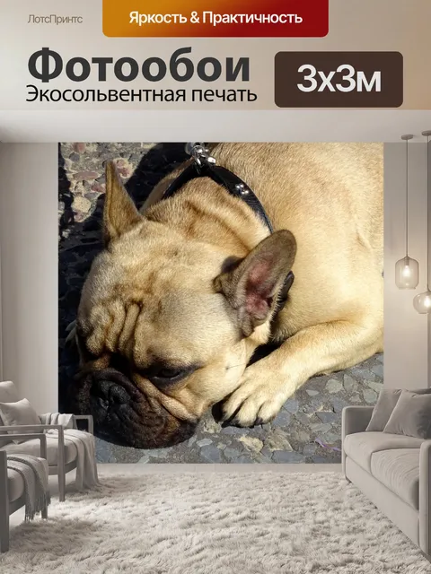 Фотообои Лязная мопс