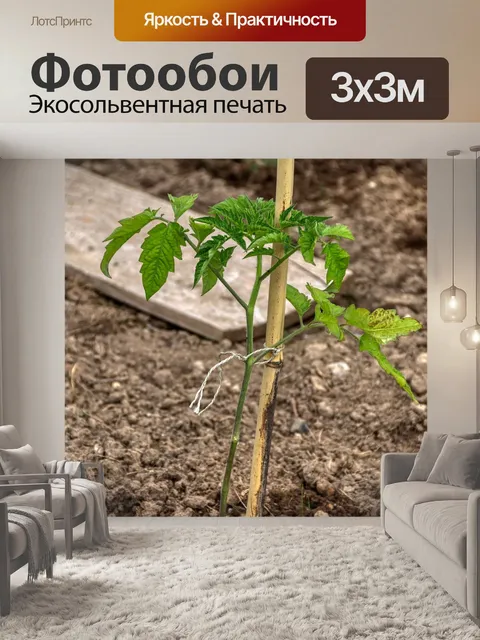 Фотообои Томатное дерево