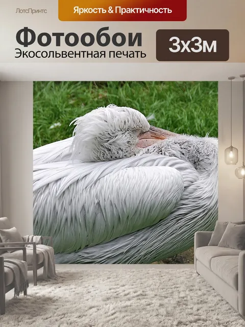 Фотообои Пеликан