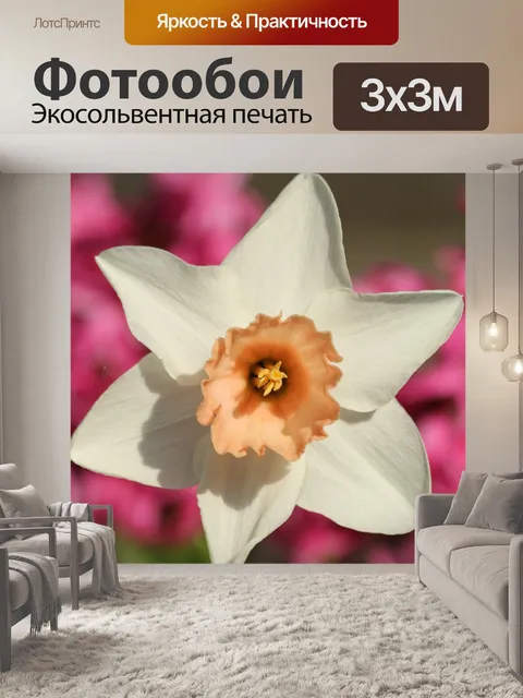 Фотообои Белый нарцисс на розовом фоне