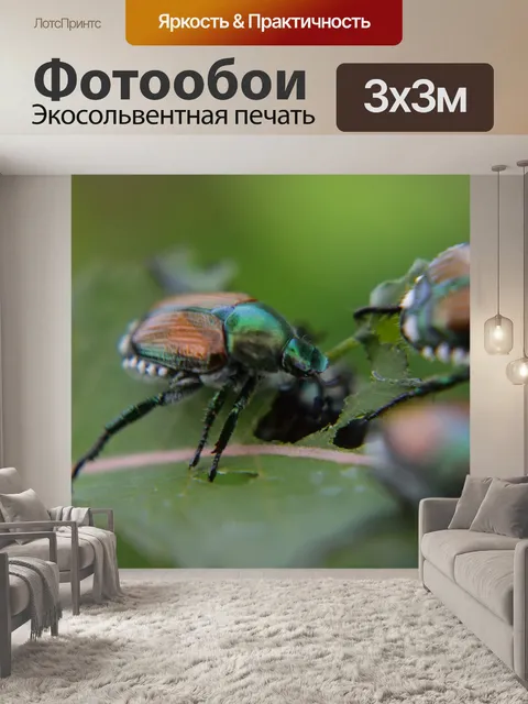 Фотообои Японский жук