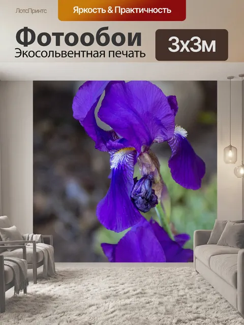 Фотообои Фиолетовый ирис