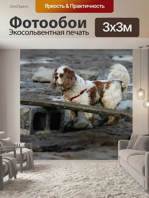 Фотообои Кавалер Кинг Чарльз спаниель