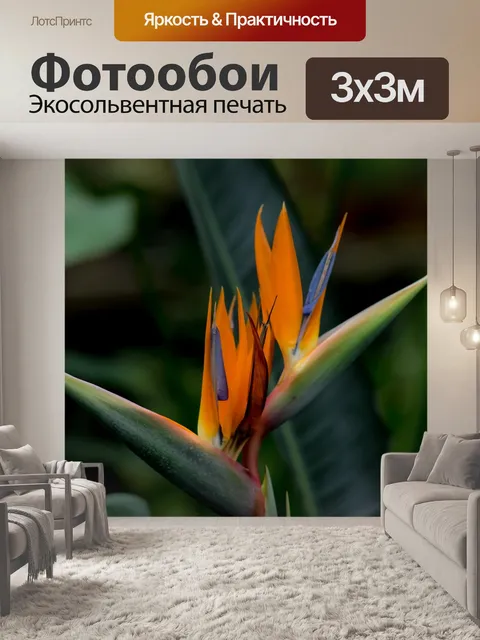 Фотообои Стрелиция