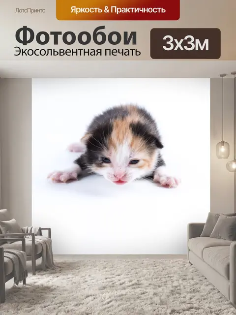 Фотообои Красивая кошка