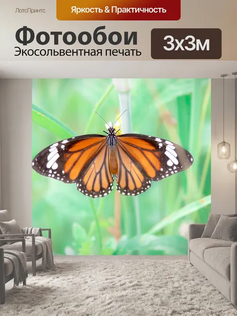 Фотообои Бабочка