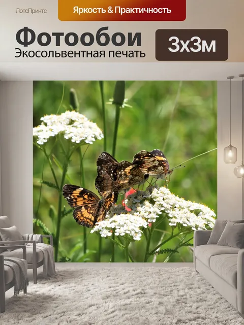 Фотообои Бабочки на белых полевых цветах