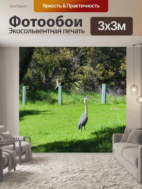 Фотообои Голубая цапля