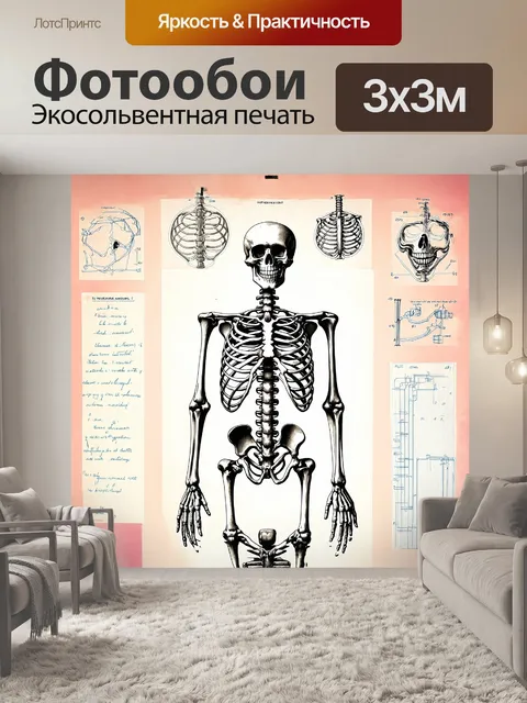Фотообои скелет, выполненный в виде детализированного научного иллюстрационного рисунка, с акцентом на анатомические…