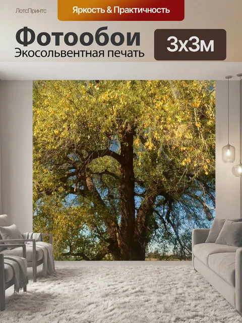Фотообои Аламо