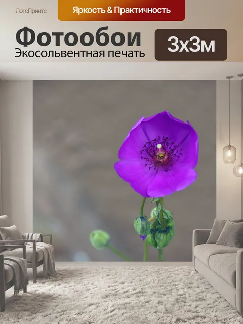 Фотообои Цветение примулы