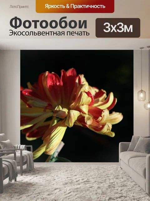 Фотообои Хризантема
