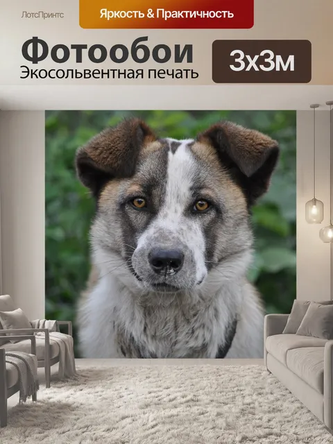 Фотообои Собака