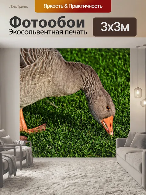 Фотообои Гусь