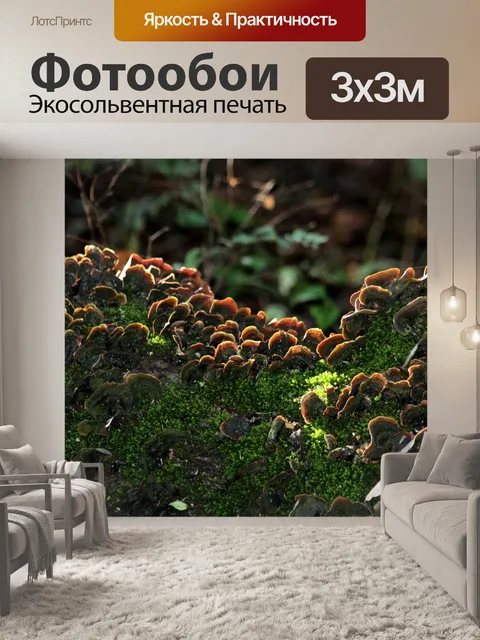 Фотообои Турция Хвост Кронштейн Грибок