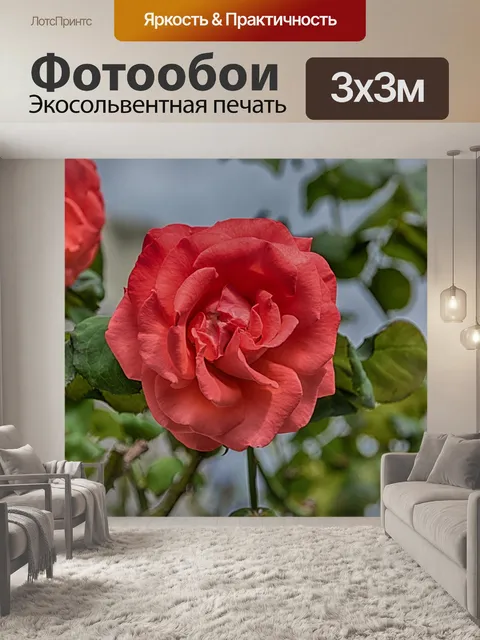 Фотообои Красная роза