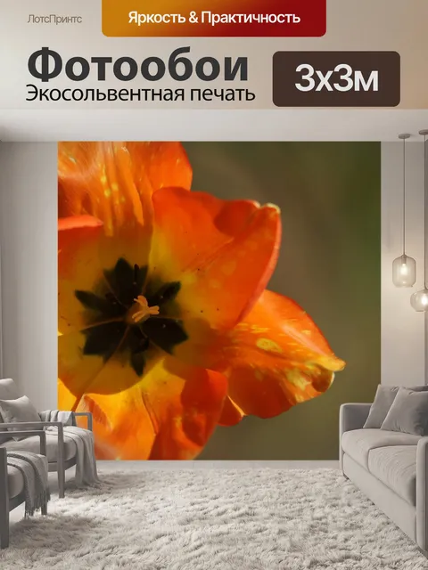 Фотообои Красный желтый тюльпан
