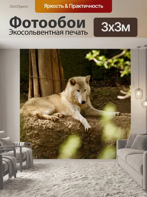 Фотообои Волк