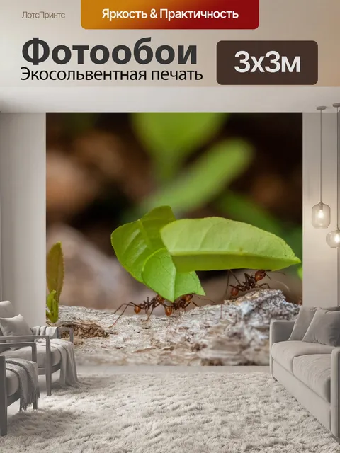 Фотообои Муравьи