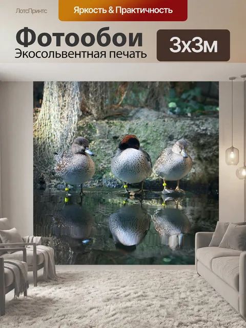 Фотообои Утка