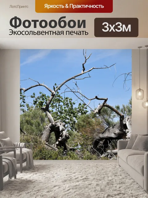 Фотообои Пустынная кисть