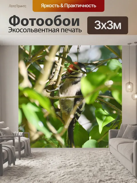 Фотообои Большой пёстрый дятел