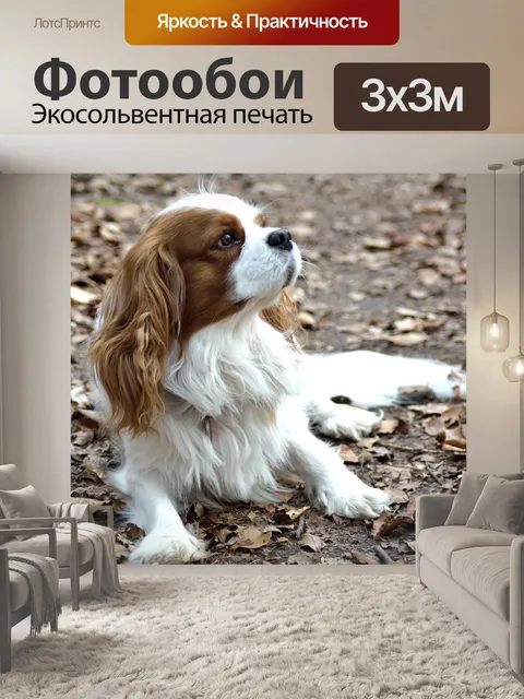 Фотообои Собака