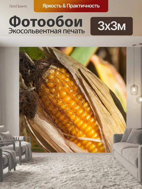 Фотообои Кукуруза в початках
