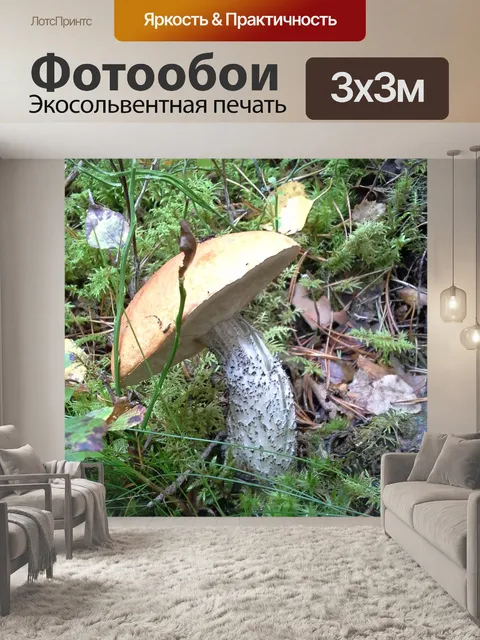 Фотообои Гриб