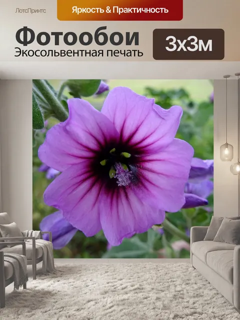 Фотообои Красивый фиолетовый цветок