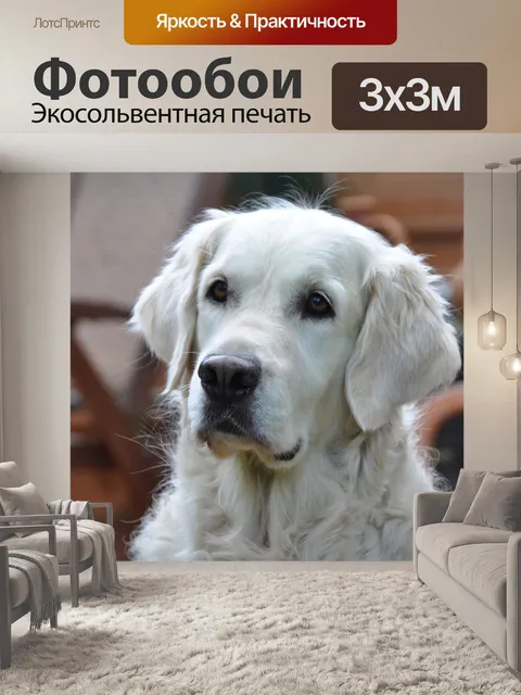 Фотообои Золотистый ретривер